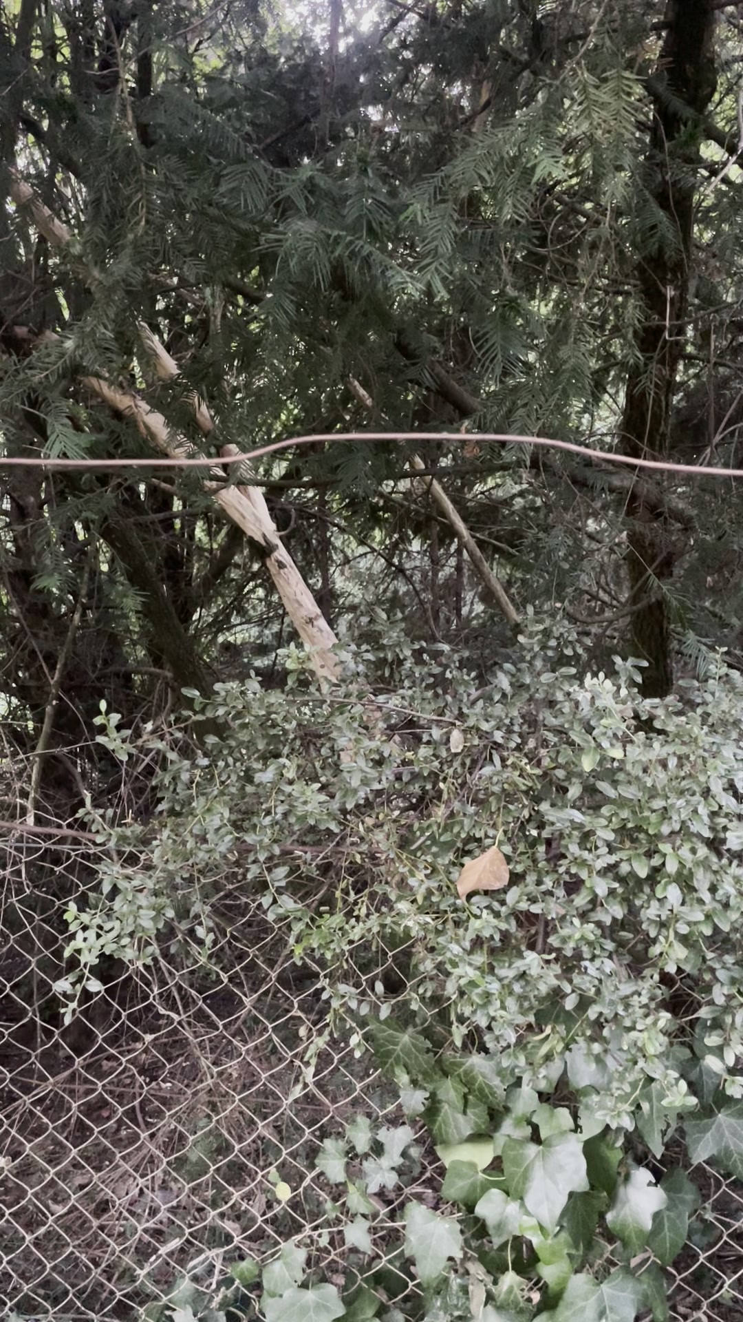 Commencement de la peinture Phenix