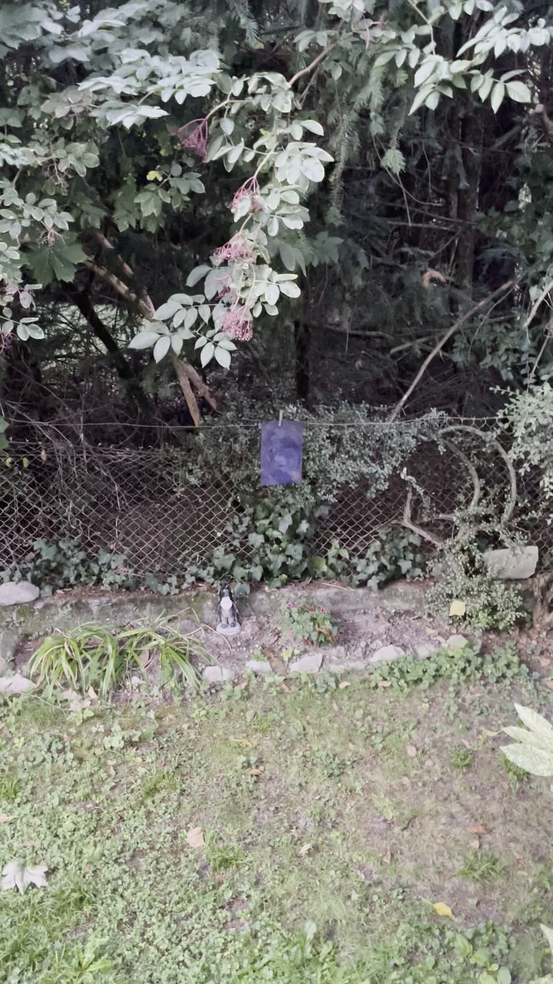 Commencement de la peinture Phenix