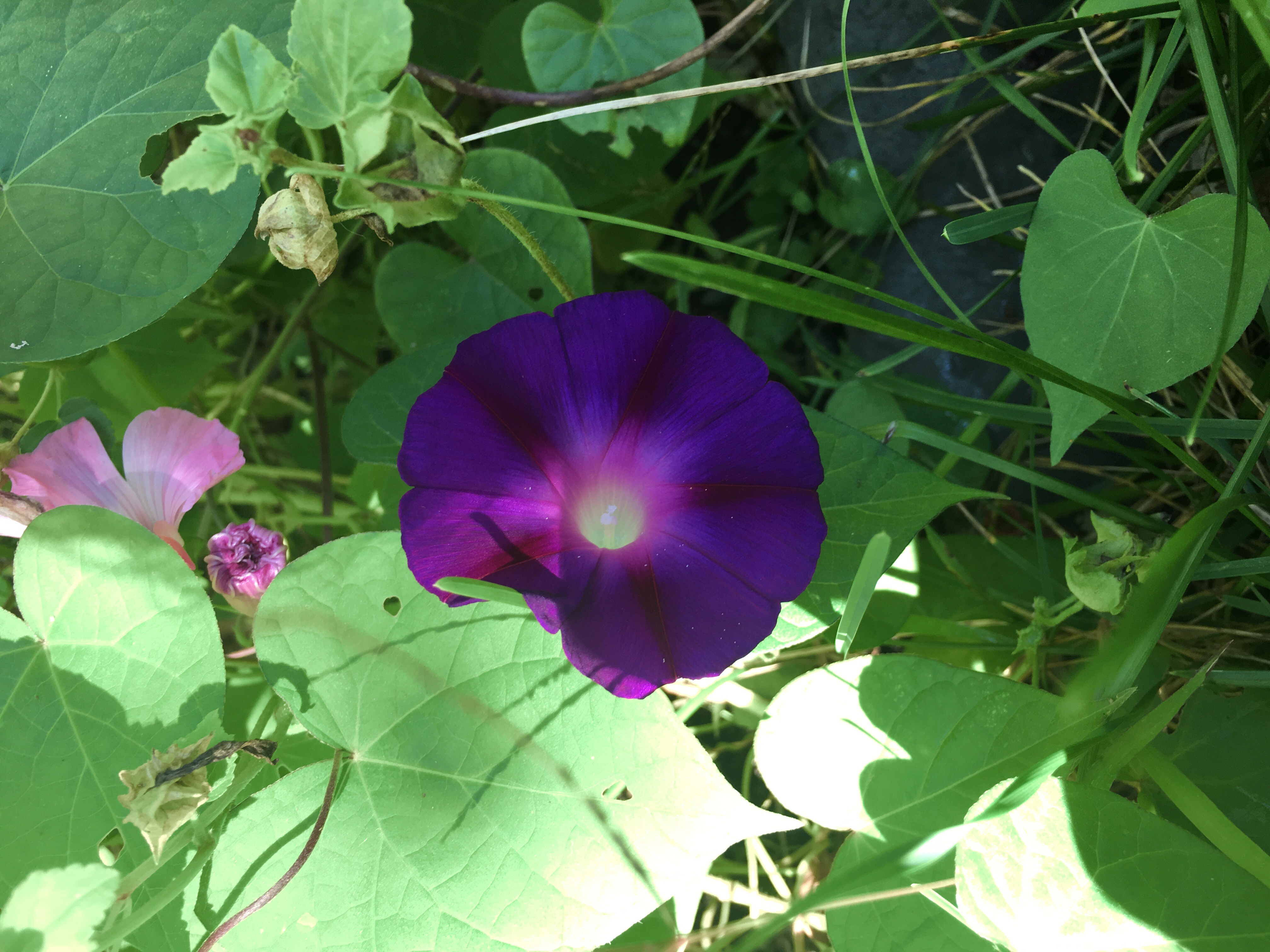 L'art est à l'mage de la nature, elle doit faire beaucoup avec peut